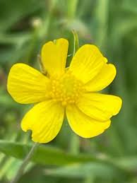 Attēlu rezultāti vaicājumam “Ranunculus flammula fruit”