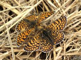 Attēlu rezultāti vaicājumam “Melitaea cinxia upperside”