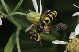 Attēlu rezultāti vaicājumam “Cerceris arenaria”