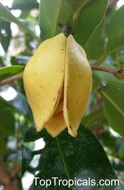 Attēlu rezultāti vaicājumam “Libanotis montana fruit”