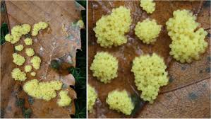 Attēlu rezultāti vaicājumam “Physarum virescens”