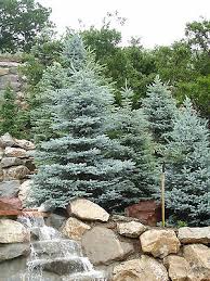 Attēlu rezultāti vaicājumam “Picea pungens”