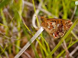 Attēlu rezultāti vaicājumam “Clossiana selene upperside”