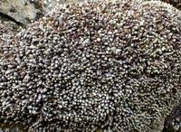 Attēlu rezultāti vaicājumam “Trilophozia quinquedentata”