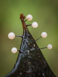 Attēlu rezultāti vaicājumam “Collaria rubens macro”