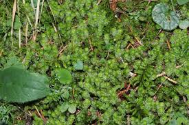 Attēlu rezultāti vaicājumam “Barbilophozia lycopodioides”