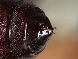 Attēlu rezultāti vaicājumam “Spilosoma lubricipeda”