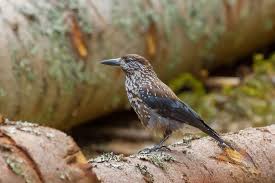 Attēlu rezultāti vaicājumam “Nucifraga caryocatactes adult”