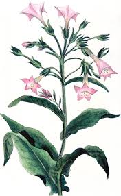 Attēlu rezultāti vaicājumam “Nicotiana tabacum”
