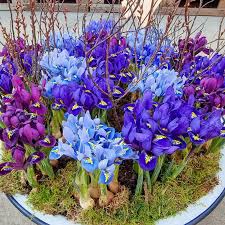 Attēlu rezultāti vaicājumam “Iris reticulata”