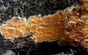 Attēlu rezultāti vaicājumam “Peniophora laurentii”