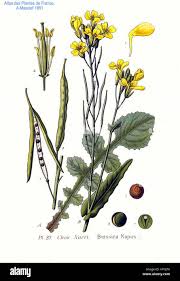 Attēlu rezultāti vaicājumam “Brassica napus fruit”