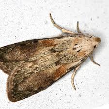 Attēlu rezultāti vaicājumam “Aphomia sociella female”