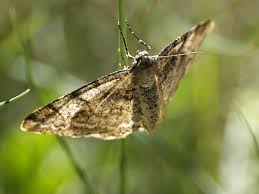 Attēlu rezultāti vaicājumam “Alcis repandata”