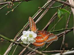 Attēlu rezultāti vaicājumam “Polypogon tentacularius”
