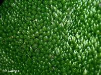 Attēlu rezultāti vaicājumam “Bryum argenteum sporophyte”