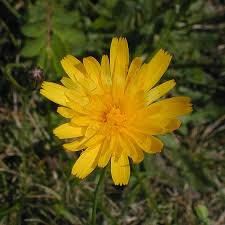 Attēlu rezultāti vaicājumam “Hypochaeris radicata fruit”