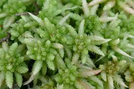 Attēlu rezultāti vaicājumam “Sphagnum contortum”