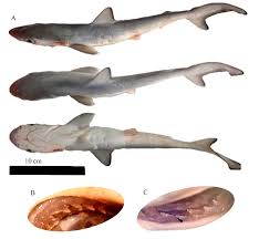 Image result for Rhizoprionodon terraenovae