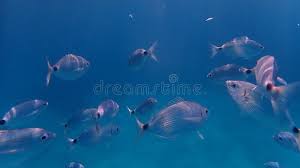 Image result for Oblada melanurus