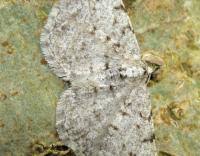 Attēlu rezultāti vaicājumam “Aethalura punctulata”