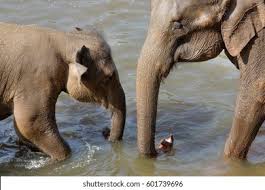 Image result for pinawella