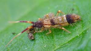 Attēlu rezultāti vaicājumam “Orchesella flavescens”
