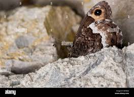 Attēlu rezultāti vaicājumam “Hipparchia alcyone underside”