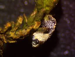 Attēlu rezultāti vaicājumam “Physarum bryomacrocarpum sessile”