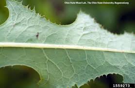 Attēlu rezultāti vaicājumam “Sonchus arvensis subsp. uliginosus leaf”