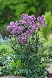 Attēlu rezultāti vaicājumam “Thalictrum”