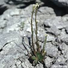 Attēlu rezultāti vaicājumam “Arabis hirsuta flower”