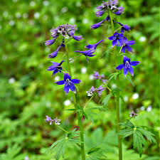 Image result for Delphinium