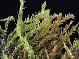 Attēlu rezultāti vaicājumam “Pohlia proligera”