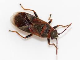 Attēlu rezultāti vaicājumam “Lygaeidae”