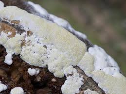 Attēlu rezultāti vaicājumam “Hypocrea pulvinata”