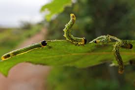 Attēlu rezultāti vaicājumam “Euura brevicornis”