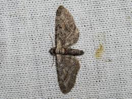 Attēlu rezultāti vaicājumam “Eupithecia icterata”