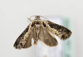 Attēlu rezultāti vaicājumam “Hedya salicella”