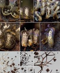 Attēlu rezultāti vaicājumam “Diachea sp.”