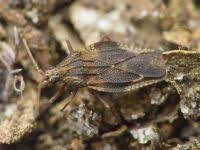 Attēlu rezultāti vaicājumam “Physatocheila smreczynskii”