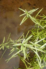 Attēlu rezultāti vaicājumam “Callitriche cophocarpa leaf”