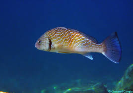 Image result for Umbrina cirrosa