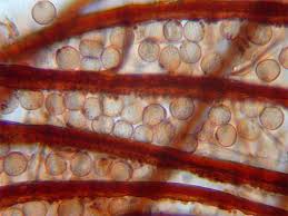 Attēlu rezultāti vaicājumam “Cribraria cancellata macro”