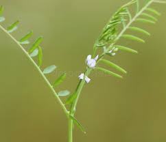 Attēlu rezultāti vaicājumam “Vicia hirsuta leaf”