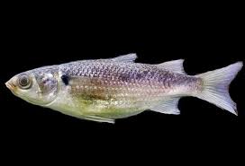 Image result for Mugil