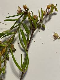 Attēlu rezultāti vaicājumam “Anthyllis maritima”