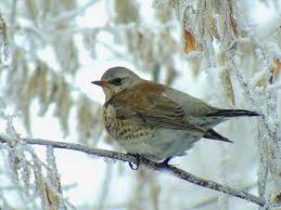 Attēlu rezultāti vaicājumam “Turdus pilaris adult”