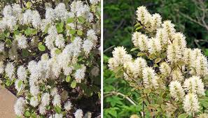Attēlu rezultāti vaicājumam “Fothergilla major”