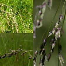 Attēlu rezultāti vaicājumam “Glyceria striata”